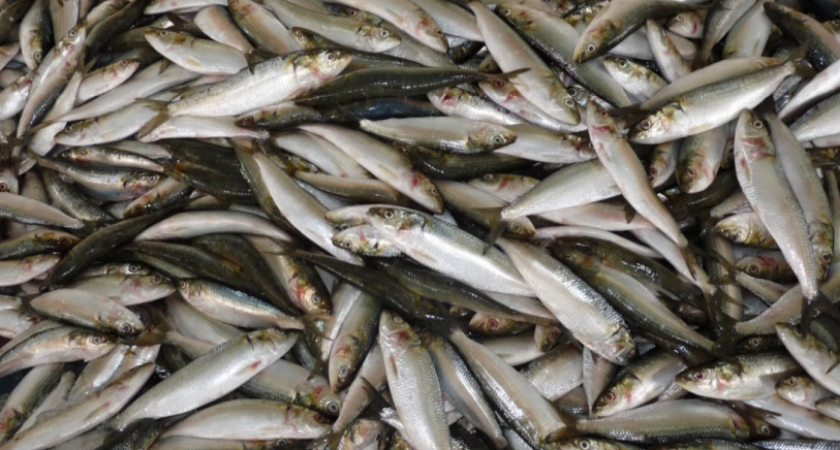 Выявлена полезная рыба: употребляйте дважды в неделю - богата селеном, фосфором и вкусна