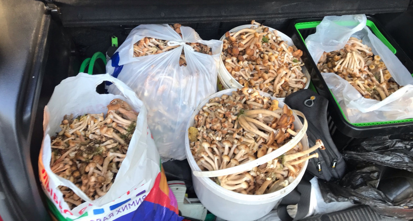 Жители Марий Эл обильными ведрами собирают грибы: заменители мяса и стимуляторы работы мозга