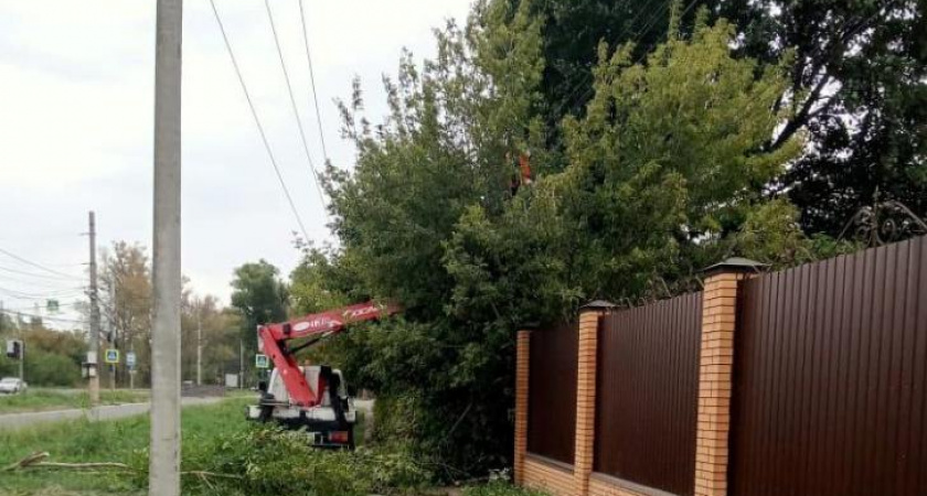 Курянин требует очистить тротуар от зарослей клена из-за угрозы безопасности