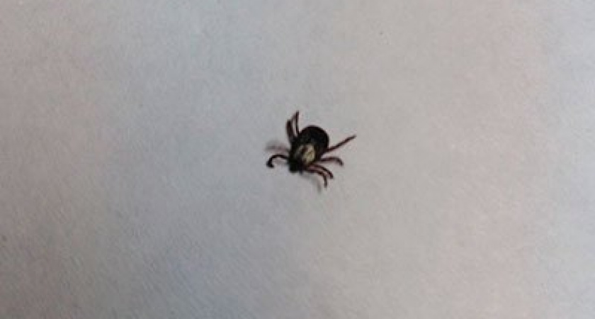 В Курской области число пострадавших от укусов клещей снизилось по сравнению с прошлым годом. 