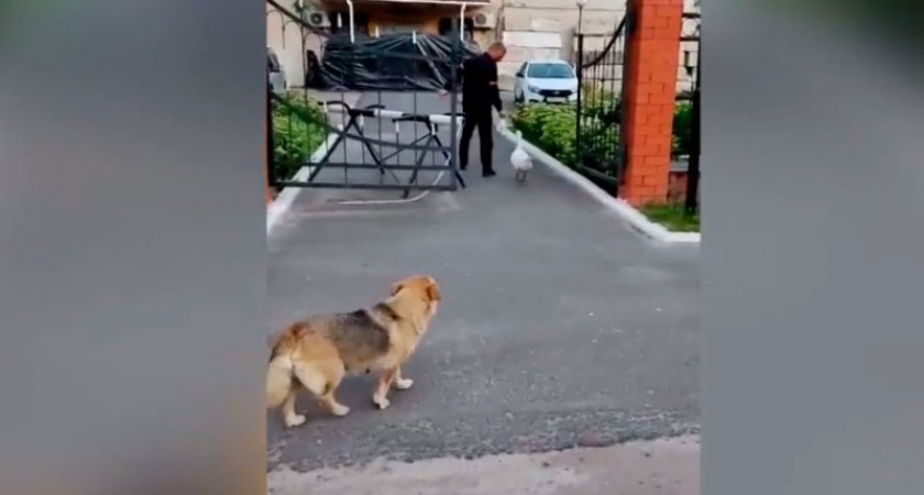 Курские полицейские приютили бездомных щенков и гуся из приграничных сёл