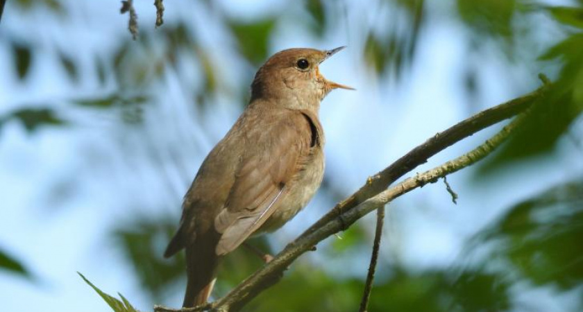 Курская область стала лидером по численности соловьев в России