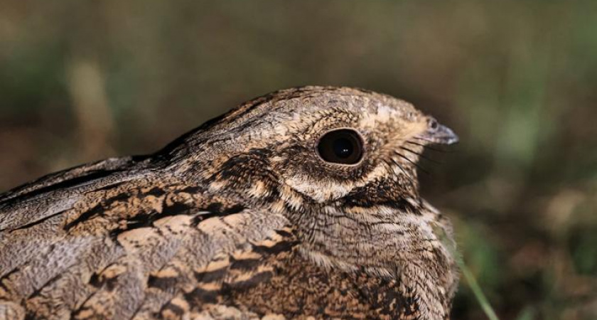 Ночные охотники: козодои месяц гостили в Курском заповеднике