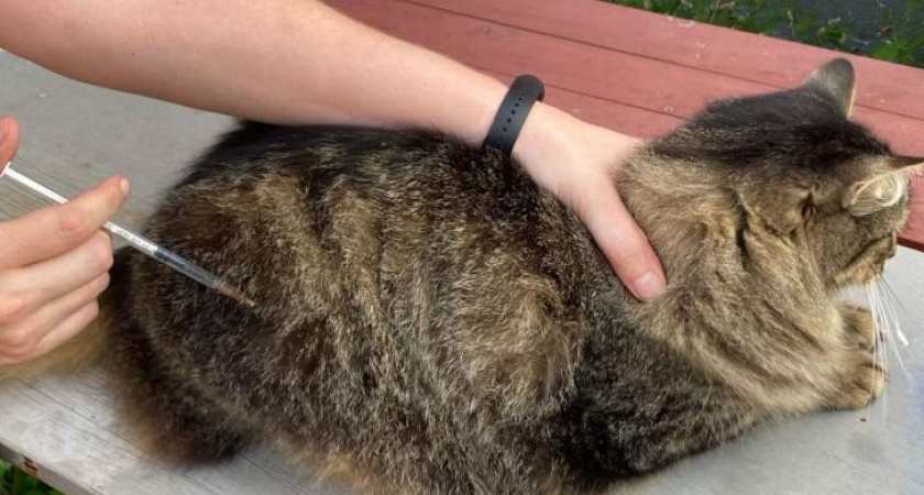 Курских ветврачей наказали за фиктивную вакцинацию животных