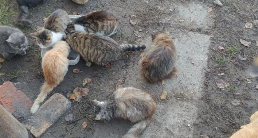 Пенсионерка из приграничного Глушково приютила 30 бездомных кошек во время обстрелов