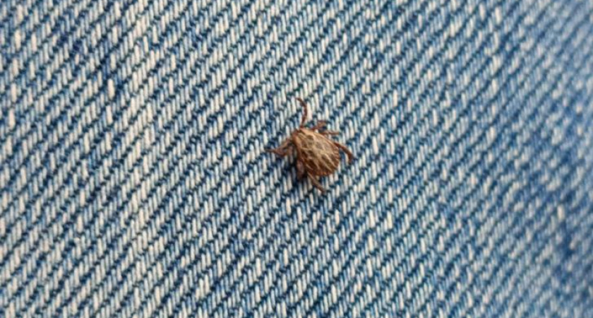 Более 1,5 тысячи курян пострадали от укусов клещей в 2023 году