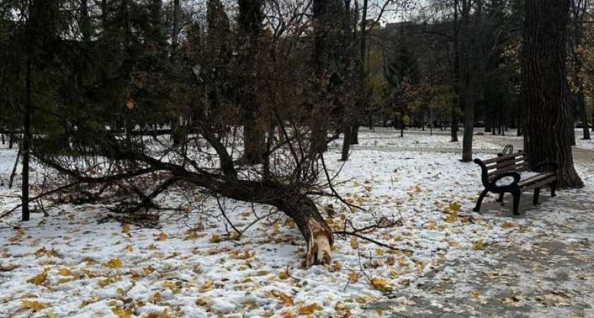 Ураганный ветер повалил аварийные деревья в курском парке
