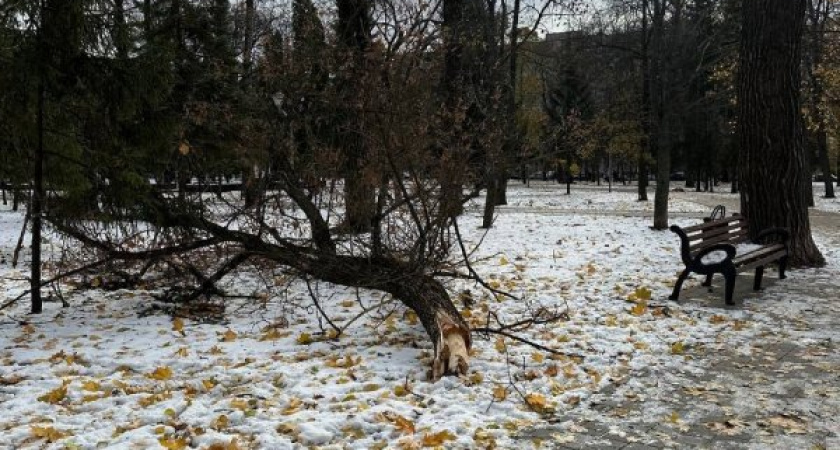 В парке Бородино снова падают аварийные деревья