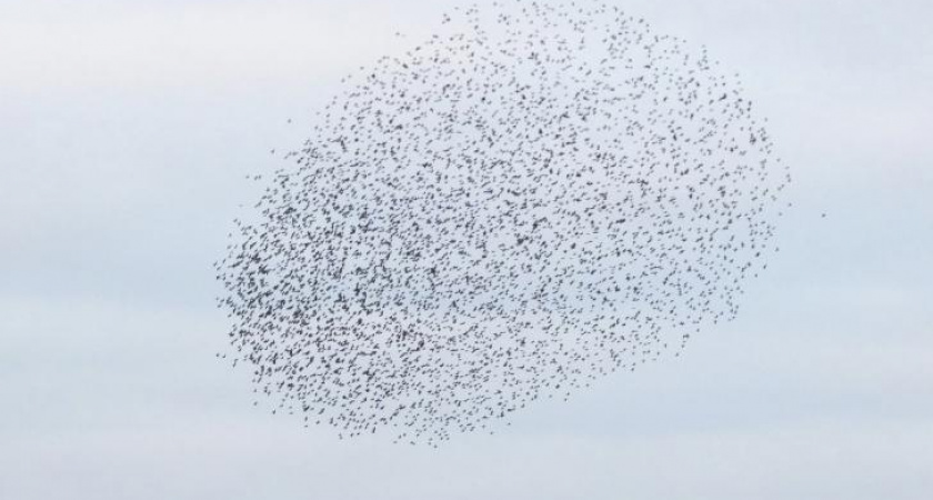 Тысячи скворцов устроили завораживающий танец над Курским морем