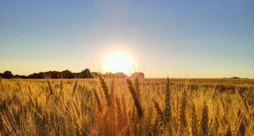 В Курской области проверили качество 97% урожая пшеницы