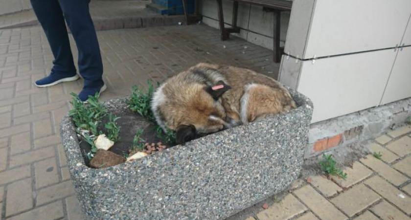 В Курске готовят клумбы и парки к зимнему сезону