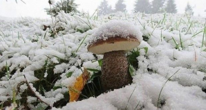 Опытные грибники не могут успокоиться: как набрать полные корзины грибов даже из-под снега