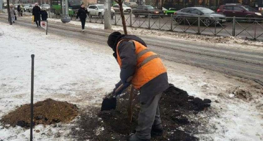 В центре Курска высадили шесть катальп взамен аварийных деревьев