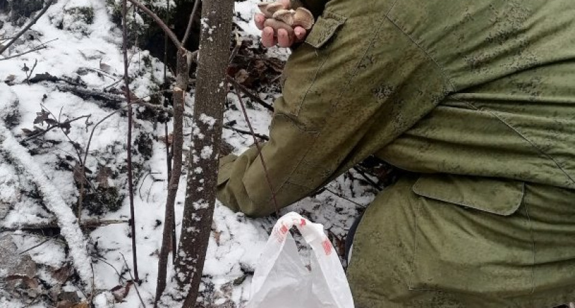 Курянка нашла грибной оазис в заснеженном лесу