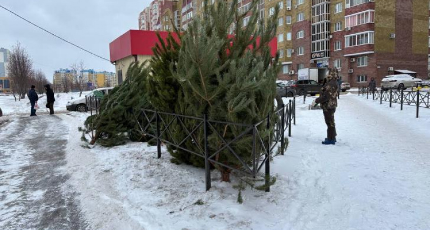 В Курске открылся первый елочный базар с фиксированными ценами