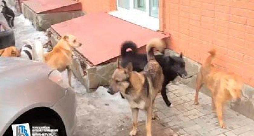 В Курске возбудили дело после нападения бродячих собак на детей