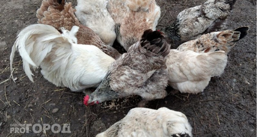 Поставьте в тёмном углу курятника: несушки завалят яйцами даже зимой
