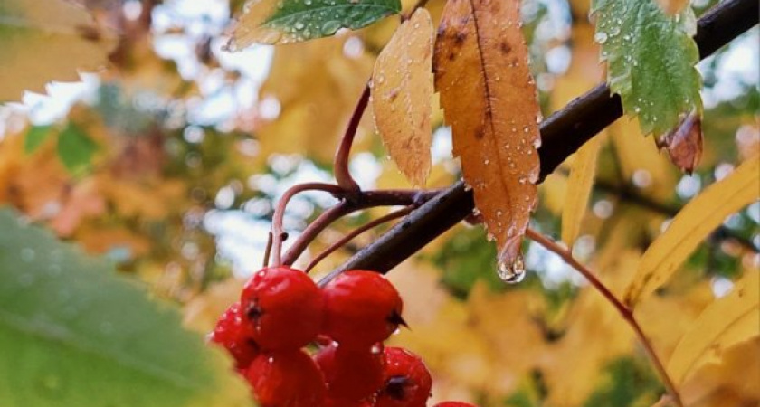 Срочник 50 дней скрывался в курских лесах после вторжения ВСУ и вышел к своим