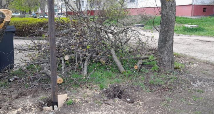 В Курске за неделю спилили 5 аварийных деревьев