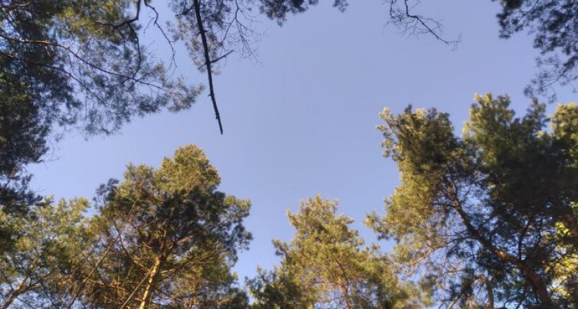 ПВО сбили пять дронов над Курской областью
