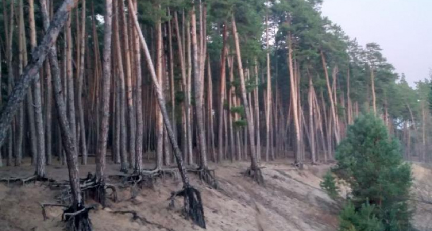 Вырубку сосен на Суворовском пляже в Курске приостановили