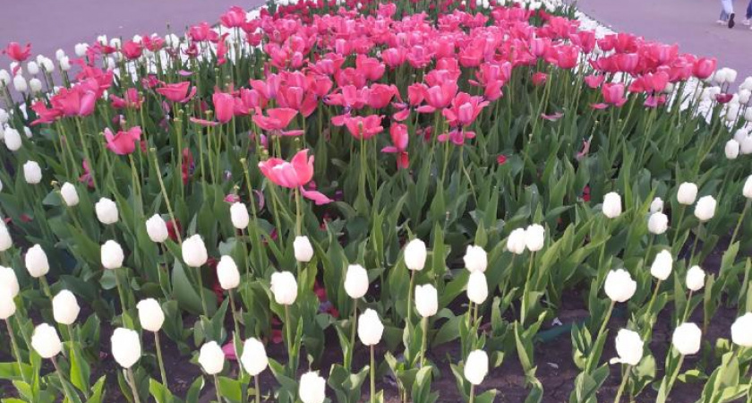 Курск украсят более 180 тысяч цветов в начале мая