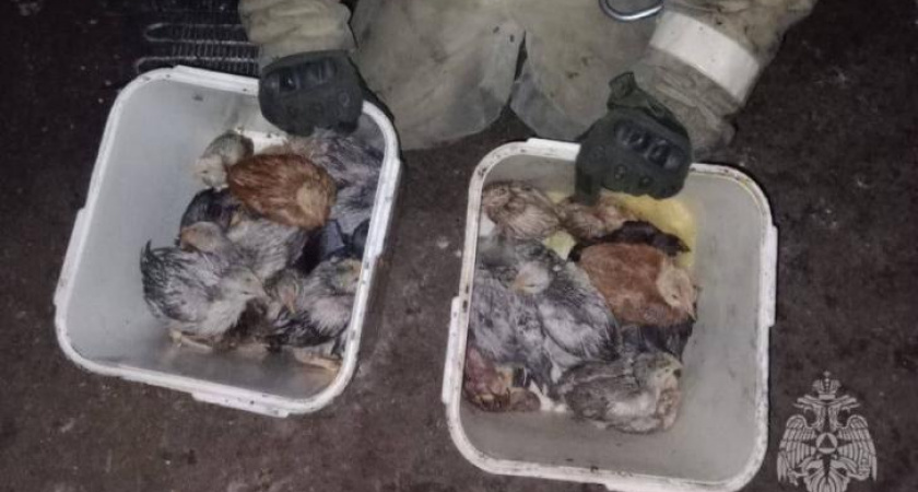 Пожарные спасли цыплят из горящего дома в Фатеже