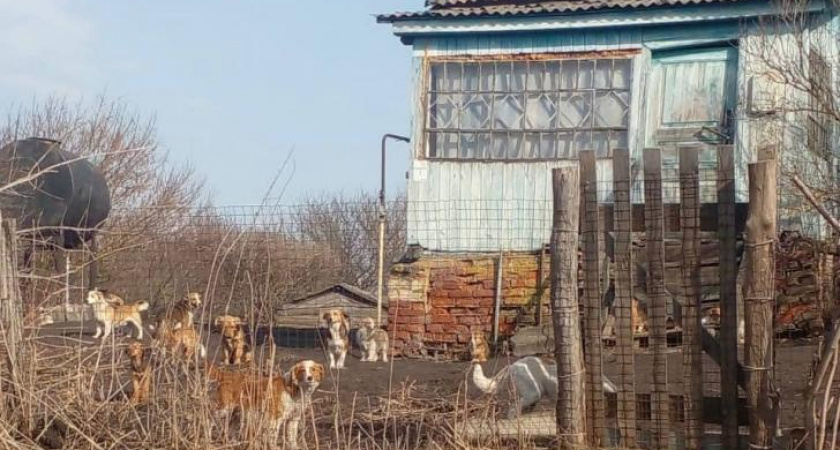 Владельца 21 собаки в Курской области обязали вакцинировать питомцев от бешенства