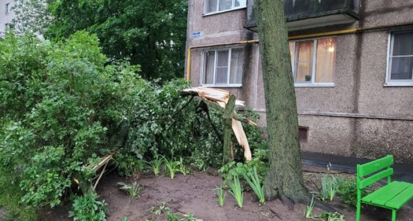 Ураган повалил 500 деревьев в Железногорске