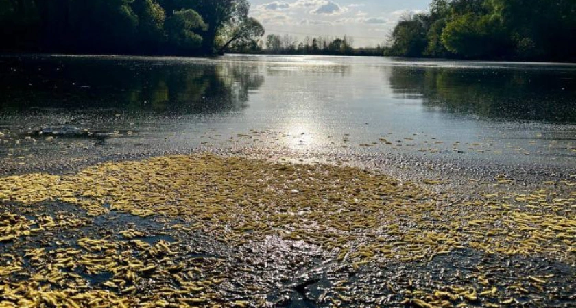 Фото к статье: Почти 2000 курян очистили берега водоемов от мусора