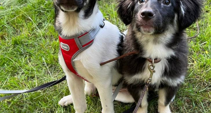 Пятимесячные щенки из Курска ищут новый дом