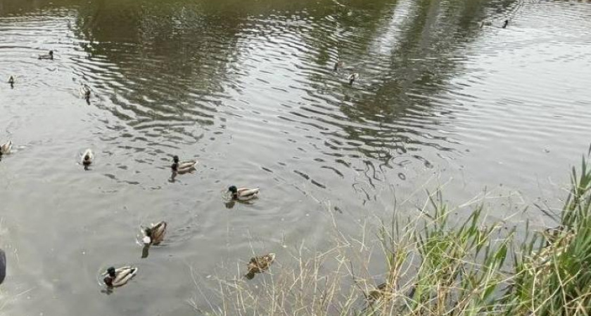 В Курске начали расчистку обмелевшей реки Тускарь