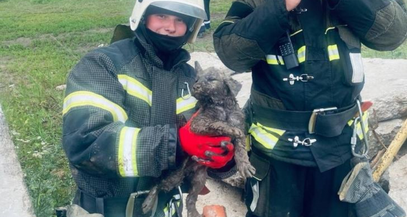 Пожарные освободили застрявшего под плитой щенка в Курске