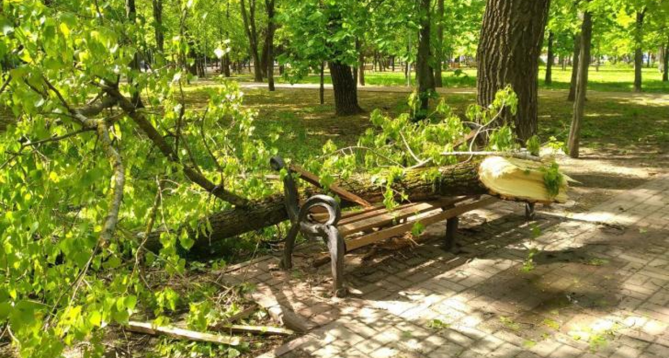 Ливень в Курске повалил 18 деревьев и повредил крыши: 338 домов остались без света