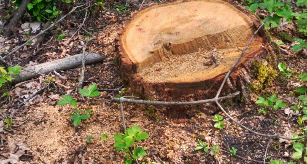 В Курской области неизвестные срубили 100-летний дуб на 181 тысячу рублей