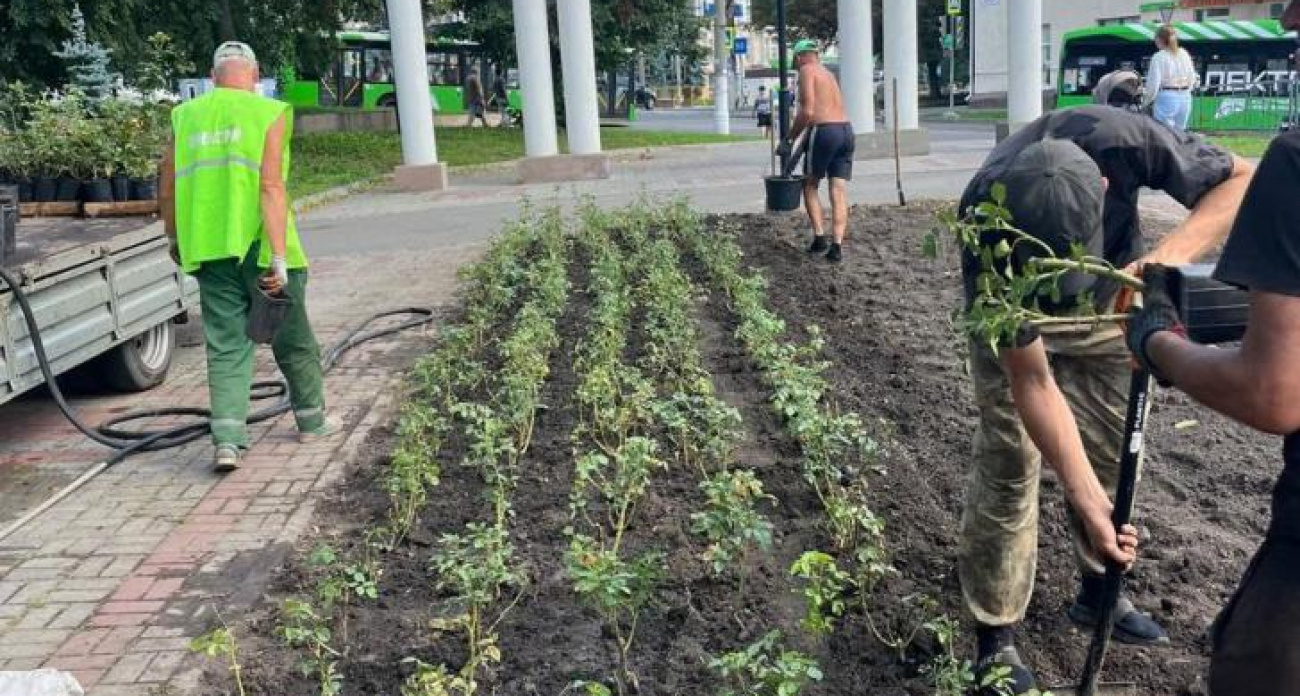 В Курске высадят 1500 роз в трех парках за один день