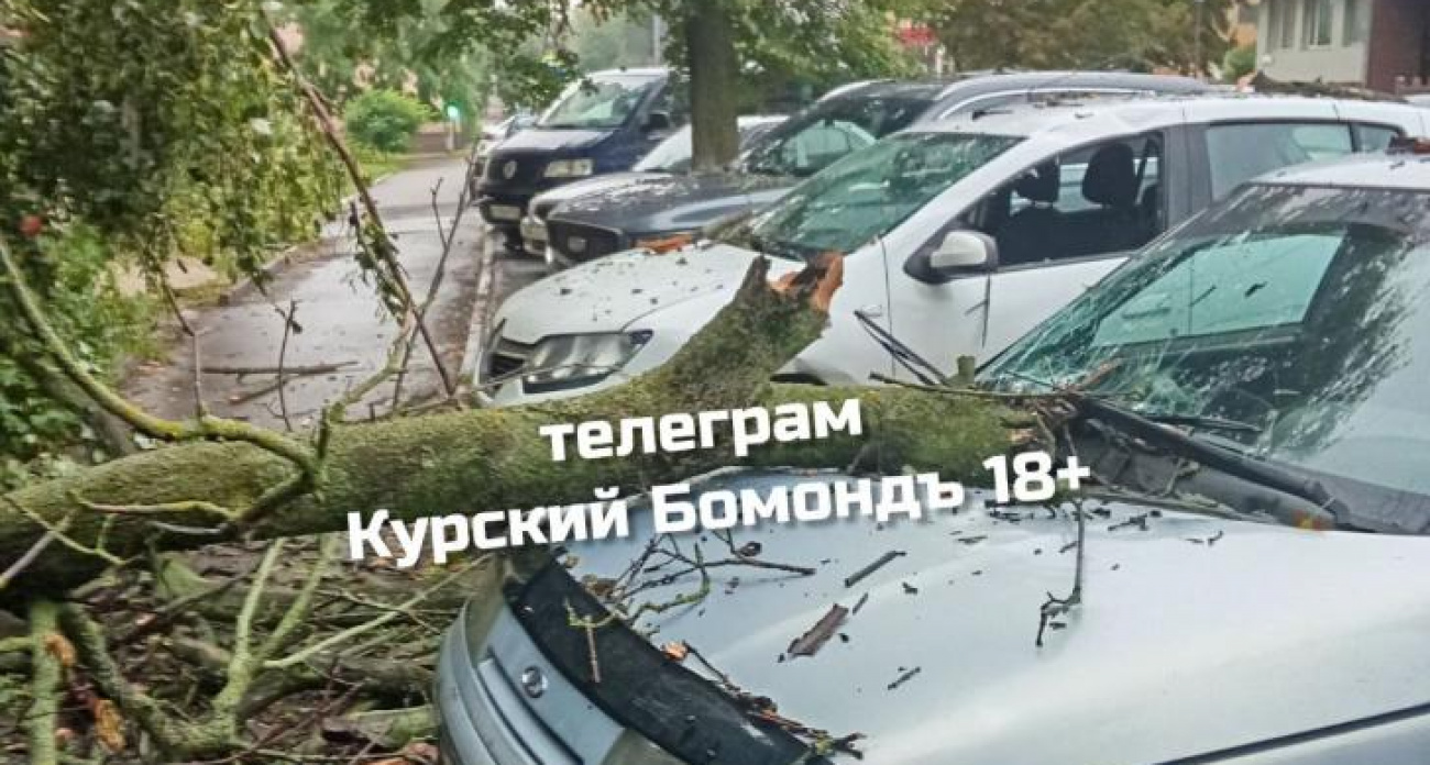 Упавшие деревья разбили лобовые стекла машин на улице Димитрова в Курске