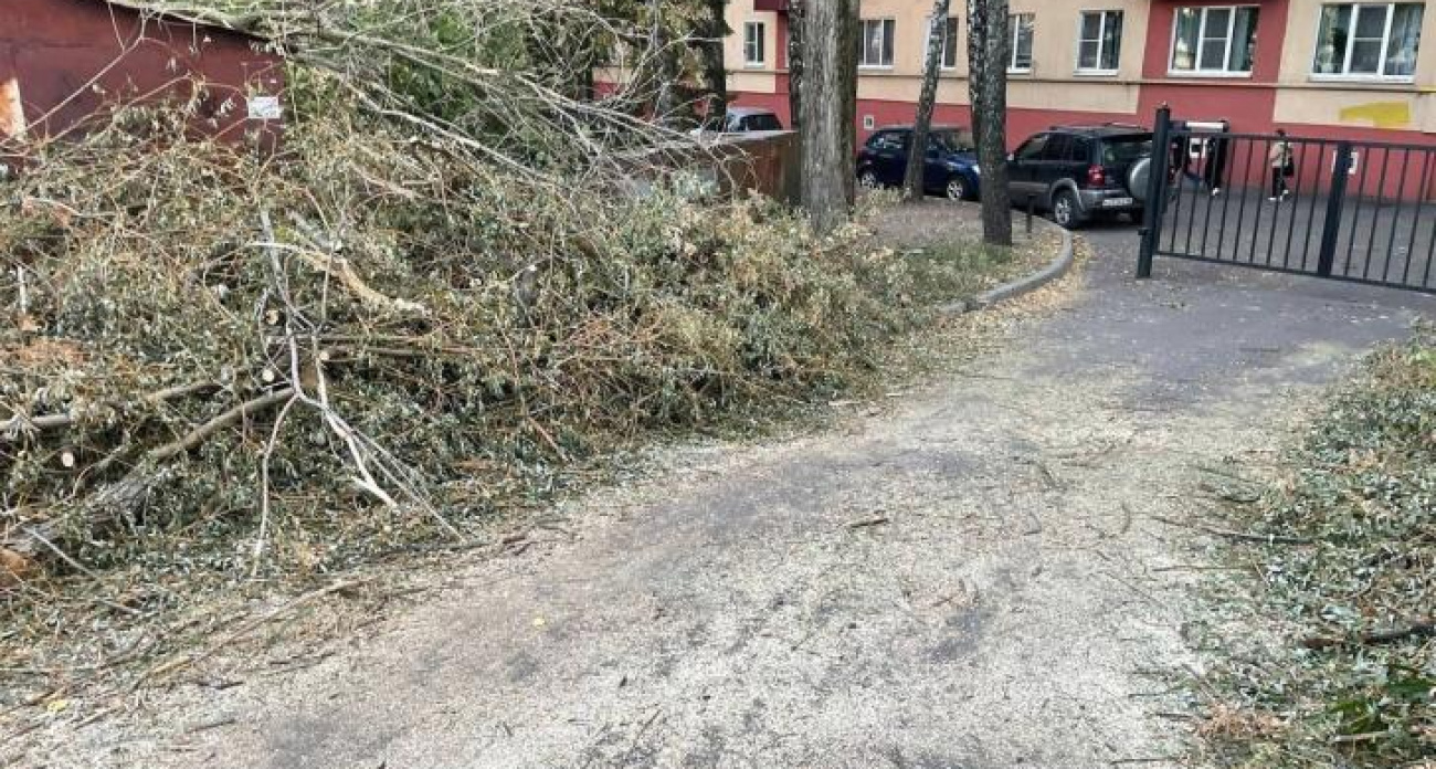 Аварийное дерево упало на 7-летнего велосипедиста в Курске: суд взыскал 700 тысяч с мэрии