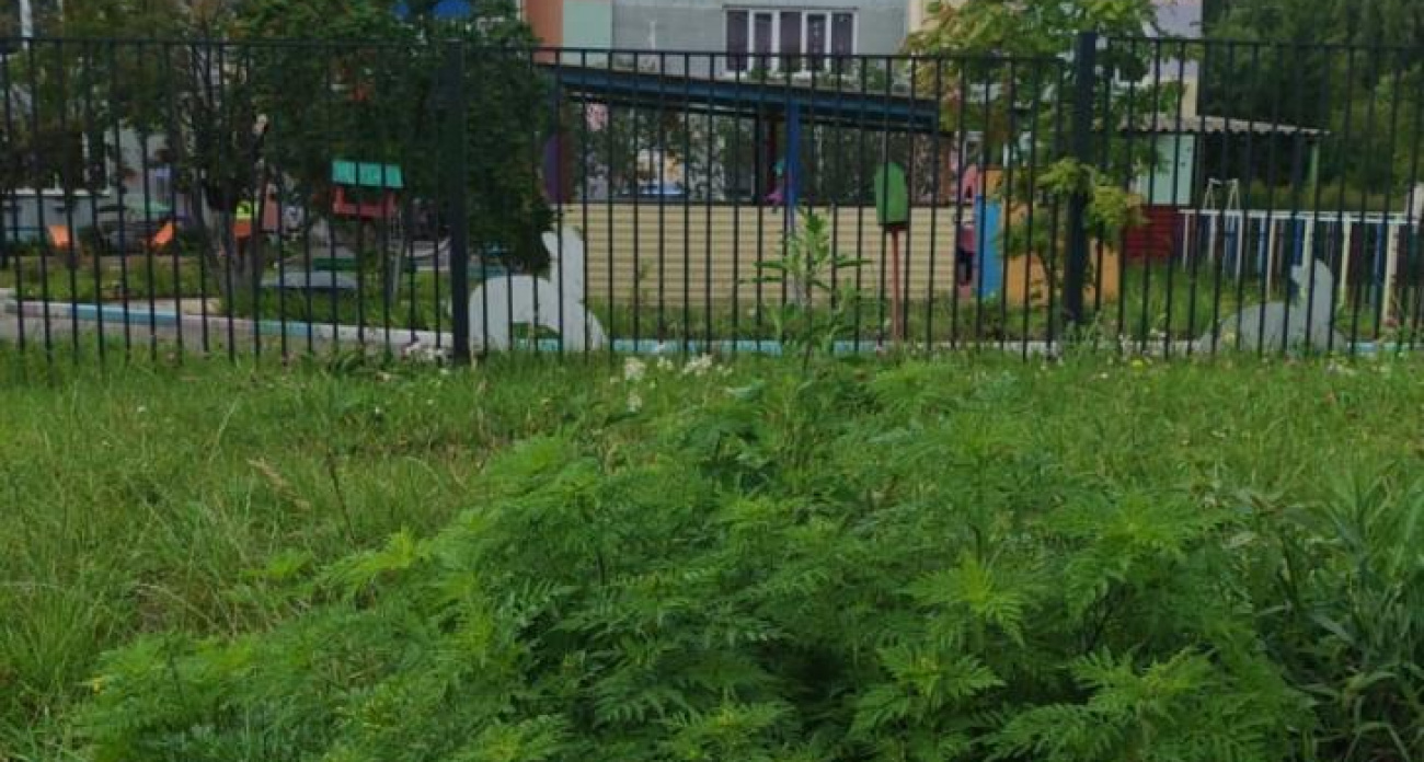Опасная амброзия в Курске выросла в 42 раза: под угрозой жители Сеймского округа