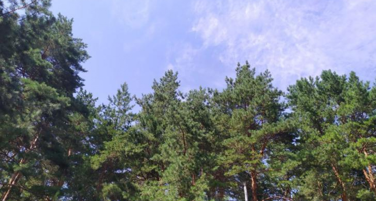 Курская область откажется от покупных саженцев: три района обеспечат озеленение собственными питомниками