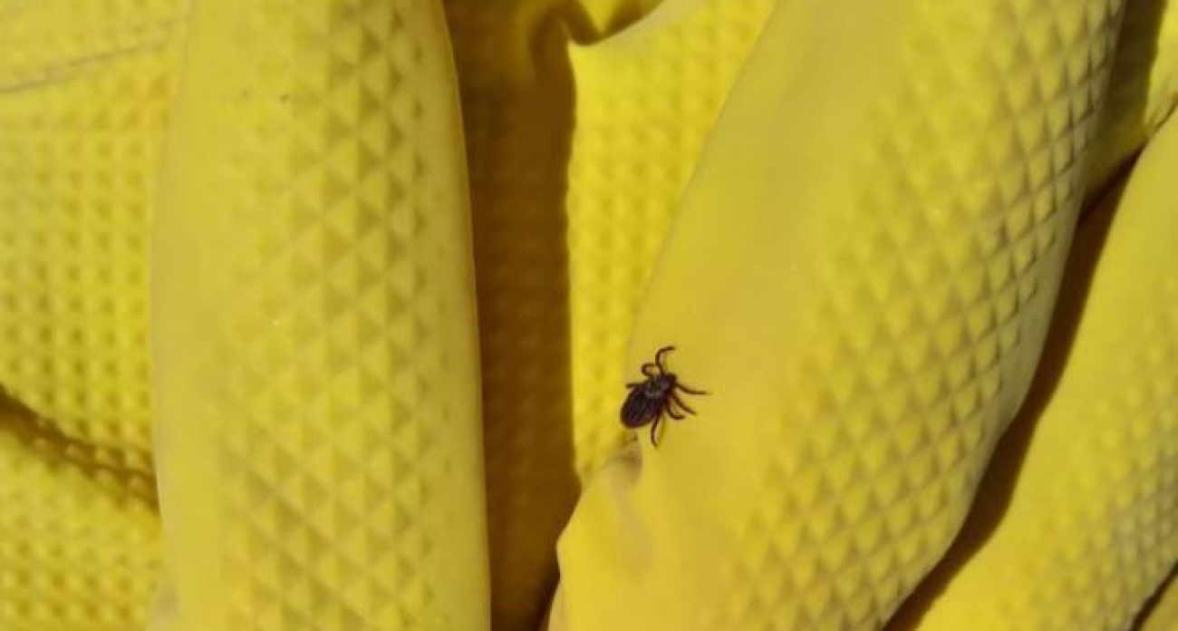 В Курской области клещи отступают после рекордных 2082 укусов за сезон