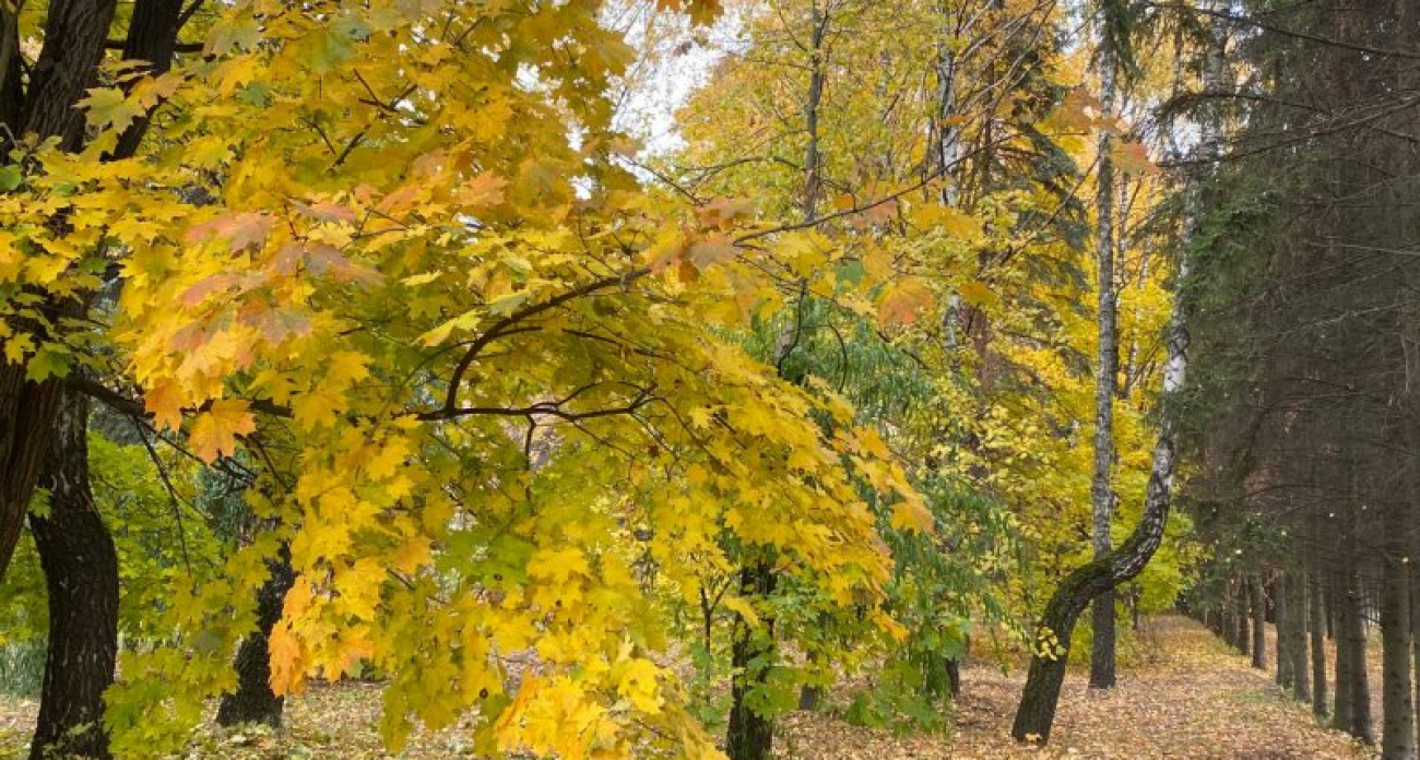 До +14 и порывистый ветер: Курскую область накроют дожди на выходных