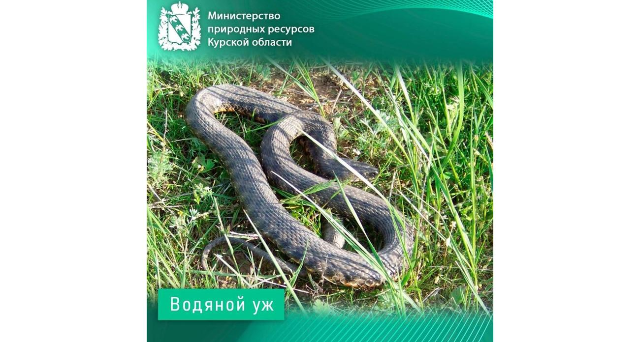 До сотни змей в одном месте: куряне столкнулись с массовым скоплением ужей перед зимовкой