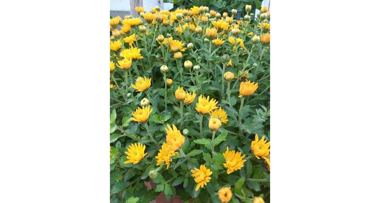 Теплый ноябрь без солнца: в Курске +11 градусов, но небо затянет плотной облачностью