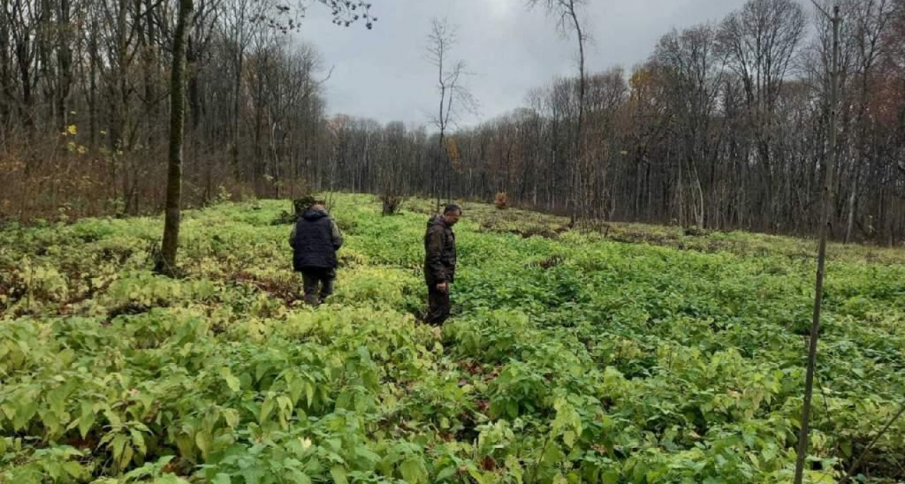 Арендатор в Обоянском лесничестве нарушил технологию ухода за дубовыми культурами