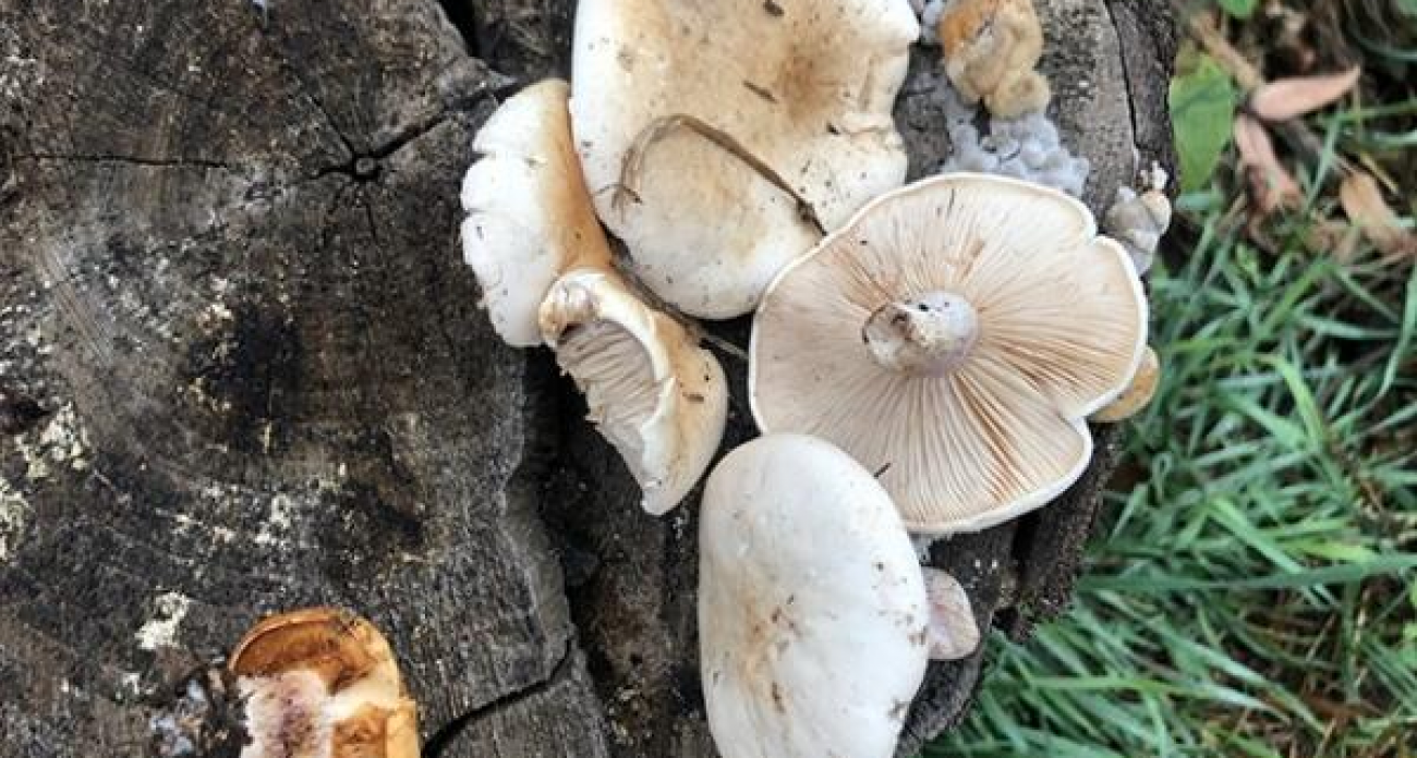 24 человека отравились грибами в Курской области: среди пострадавших четверо детей от 4 до 9 лет