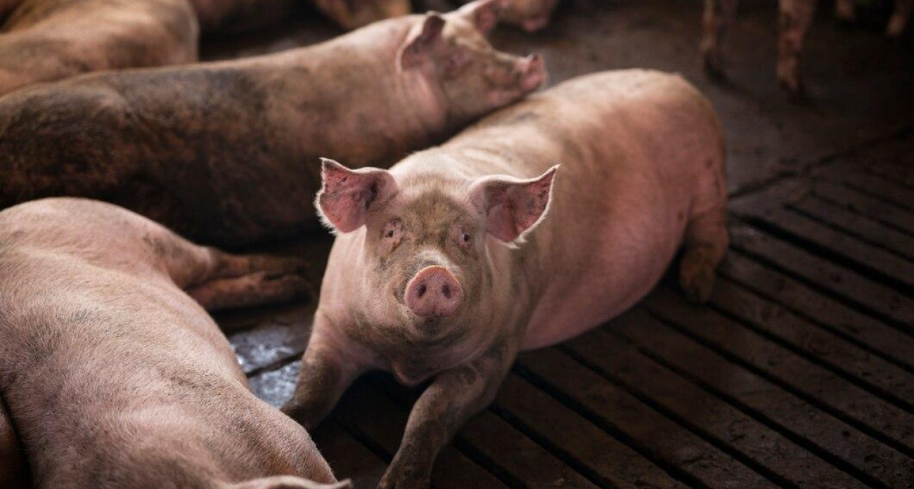 Управделами президента проиграло «Мираторгу» спор на 161 млн за бренд «Кремлевский»