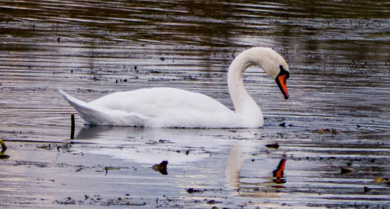 Стая из 29 лебедей остановилась в Курске: птицы подпускали фотографов вплотную