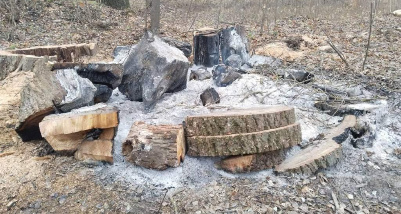 Министр раскритиковал подрядчиков: мусор, костры рядом с дорожками и аварийные деревья в парке