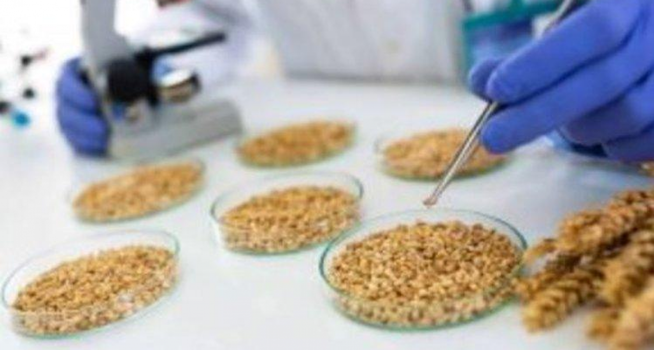 86% продовольственной пшеницы в Орловской области против 70% в Курской: результаты госмониторинга урожая-2025